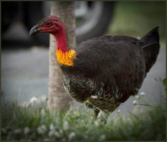 Coverdales B&B At Eumundi