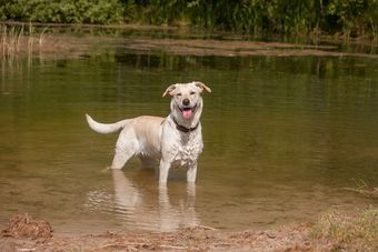 Apartamentos Hockmannshof Nordseeurlaub With Dogs - Disability Access