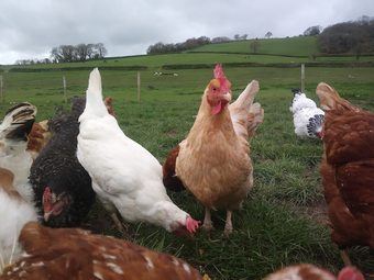 Higher Bruckland Farmhouse B&B