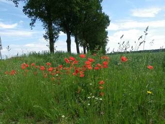 Hostal Hotel Restaurant Lenhsen