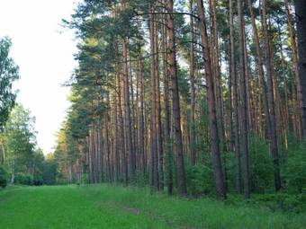 Elite Holiday Home In Spreenhagen With Garden