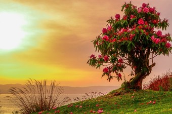 Apartamentos Ardencraig  Houseapartments