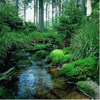 Hotel Schwarzwaldhof