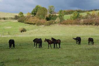 Apartamento Ferienwohnung Pferdezentrum Edersee