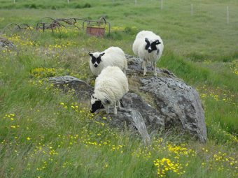 Hostal Vagnsstadir Hi Hostel