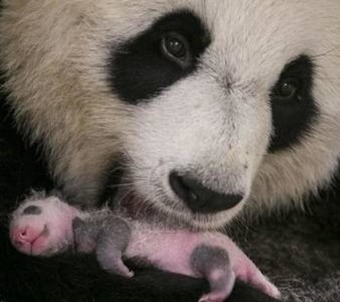 Apartamento Property With 3 Bedrooms In Trogues, With Pool Access And Furnished Terrace