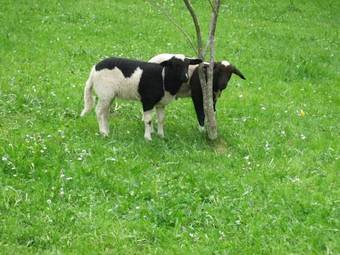 Hostal Landgasthaus Kurz