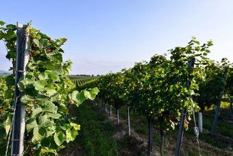 Hotel Ferienhof Walter