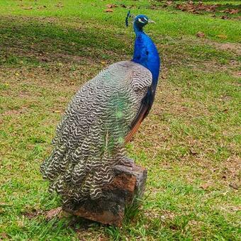 Hostal Finca Apopori