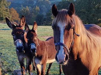 Bed & Breakfast La Benvenguda