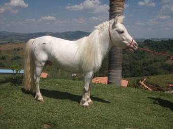 Hotel Fazenda Alpes Das �guas