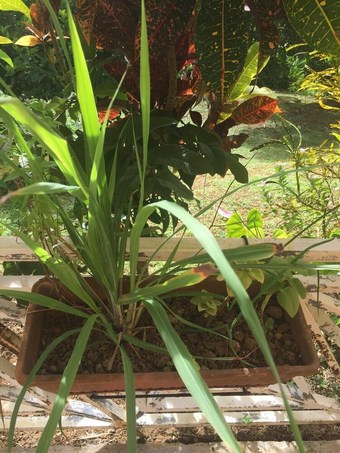 Apartamentos Studio In La Trinit�, With Enclosed Garden And Wifi - 9 Km From The Beach