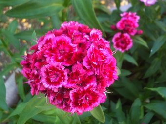 Agroturismo Cascina Zenevrea