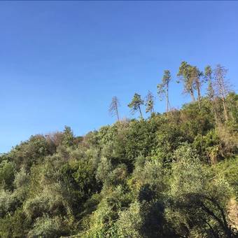 Il Capriolo  Bed&breakfast