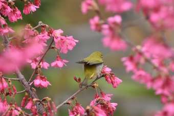 Bed & Breakfast Tomato Red Classical Homestay