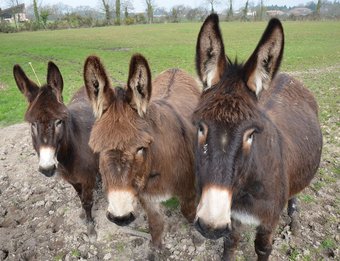 Ferme De La Lande Gites