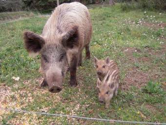 G�tes Vignerons Domaine Borie Neuve