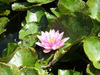 Bed & Breakfast Sable D'o