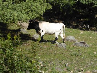 Four-bedroom House Near Ronda