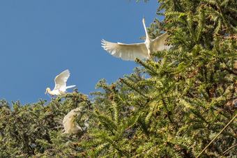 Posada Flower Place Inn
