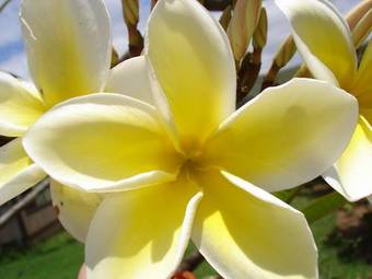 Hotel The West Inn Kauai