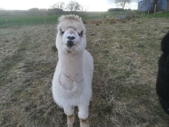 Hotel Krishna Eco Farm