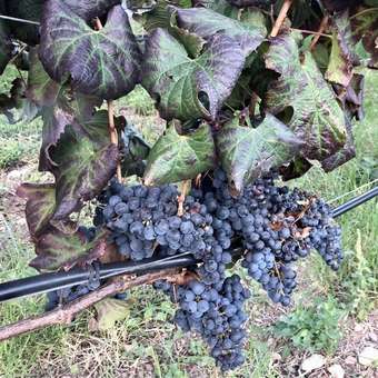 Sa Plana Petit Hotel