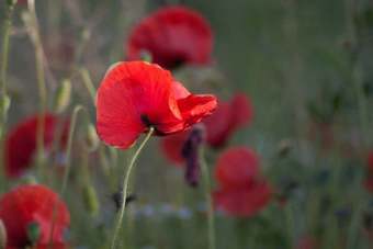 Agroturismo Agriturismo Pingitore