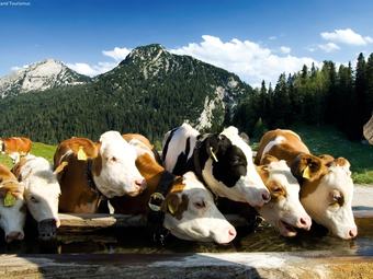 Cozy Chalet In Molln With Garden