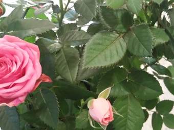 Beautiful Apartment In Lirstal Near Forest