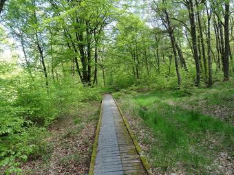 Comfortable Flat With Garden And Covered Terrace In Forested Surroundings