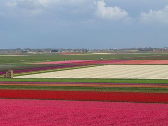 Quaint Holiday Home In Breezand Near The Sea