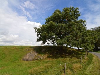 Comfortable Cottage In Wicourt With Meadow View