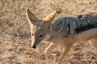 Hotel Phelwana Game Lodge