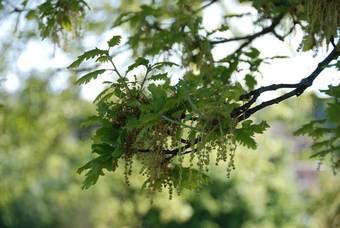 Hotel Manoir Saint Clair