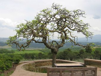 Agroturismo Fattoria Nuova Pievanella