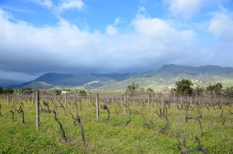 Agroturismo Il Tanaceto