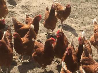 Cabana Dawn Chorus Holidays