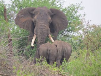 Crocodile Bridge Safari Lodge