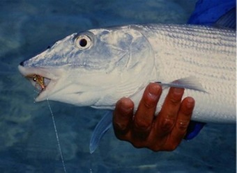 Mangrove Cay Sea View Villas