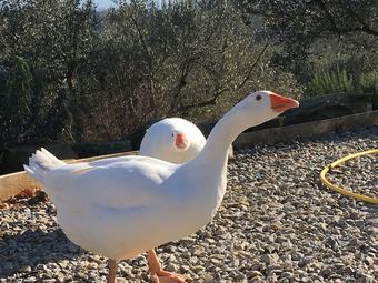 Bed & Breakfast Chiesa Di San Michele