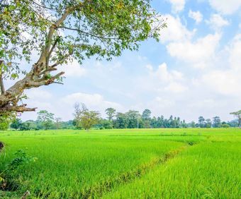 Hotel The Berrycove Bungalow