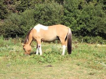 Bed & Breakfast La Ferme Des Pr�s