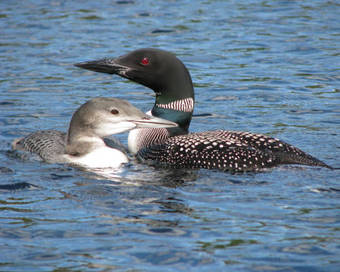 Les Chalets Du Lac Grenier