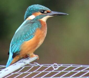 Bed & Breakfast Langdale Lodge