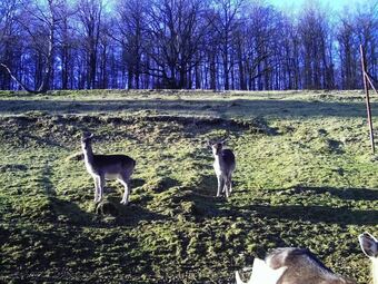 Apartamentos Ferienwohnungen Hees