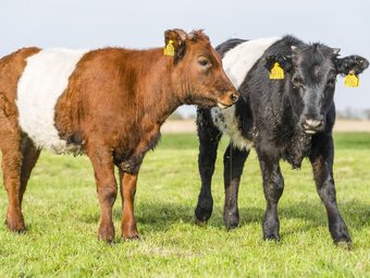 Alluring Holiday Home In Bantega With Terrace