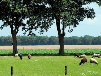 Apartamento Comfortable House With Solarium Near The Drents-friese Wold