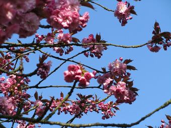 Authentic House With A Dishwasher, Near Meppel