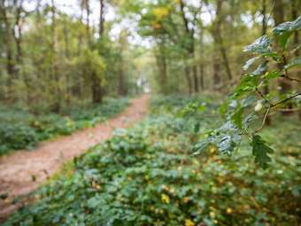Detached Chalet With Dishwasher, In A Nature Reserve